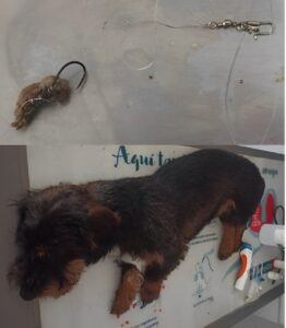 PERRO INTERVENIDO DE URGENCIA JPG