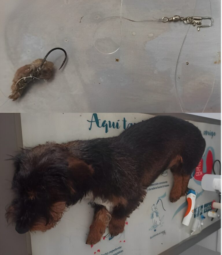 PERRO INTERVENIDO DE URGENCIA JPG