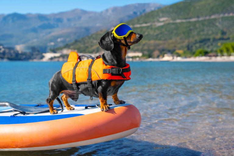 Perro dachshund vacaciones 2025