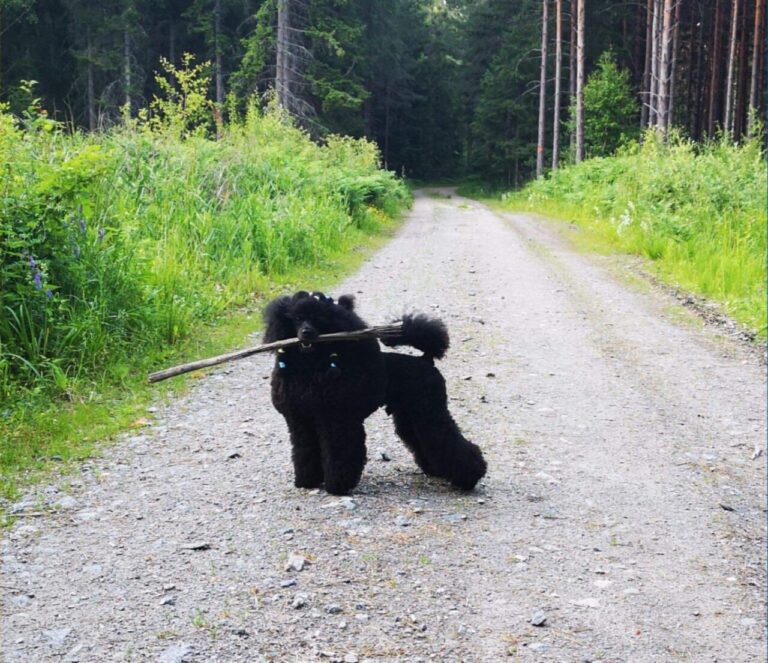 perro verano 2025 ok