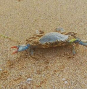 cangrejo azul
