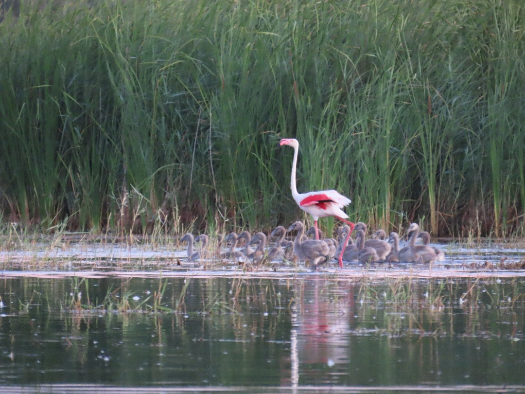 Flamenco adulto con sus polluelos en un entorno natural