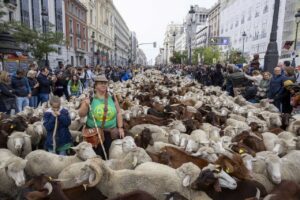 Pastores y rebaños de ovejas en las calles de Madrid durante la Fiesta de la Trashumancia.