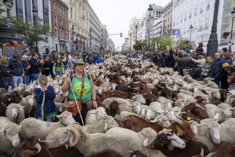 Pastores y rebaños de ovejas en las calles de Madrid durante la Fiesta de la Trashumancia.