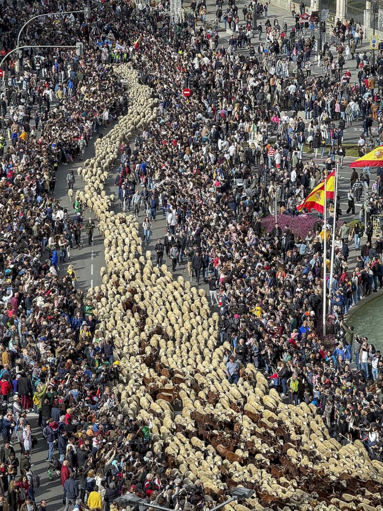 Rebaño de ovejas y cabras en las calles de Madrid durante la Fiesta de la Trashumancia.