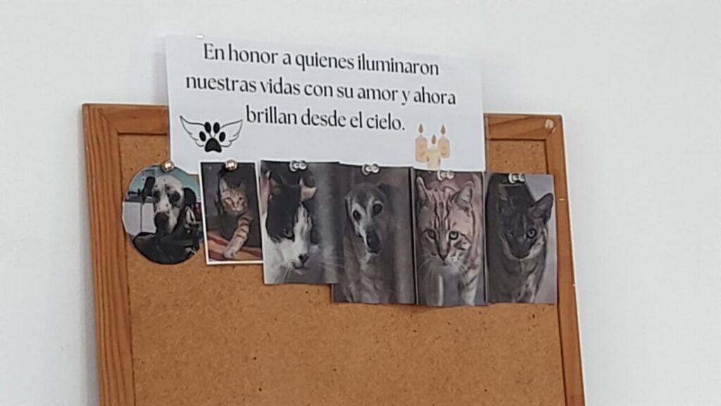 Altar en honor a mascotas fallecidas con fotos y velas