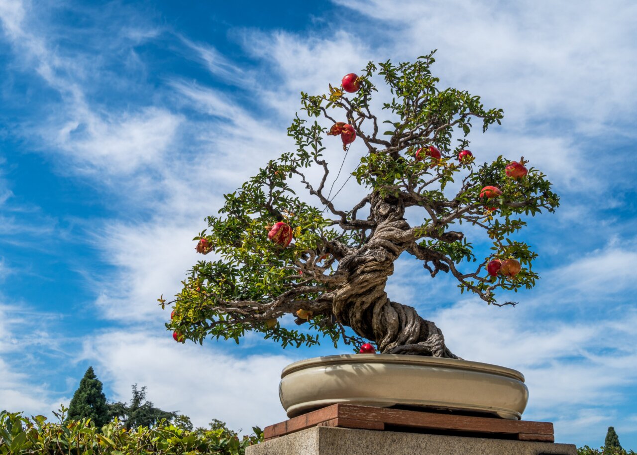 Bonsái con frutos rojos en el Real Jardín Botánico