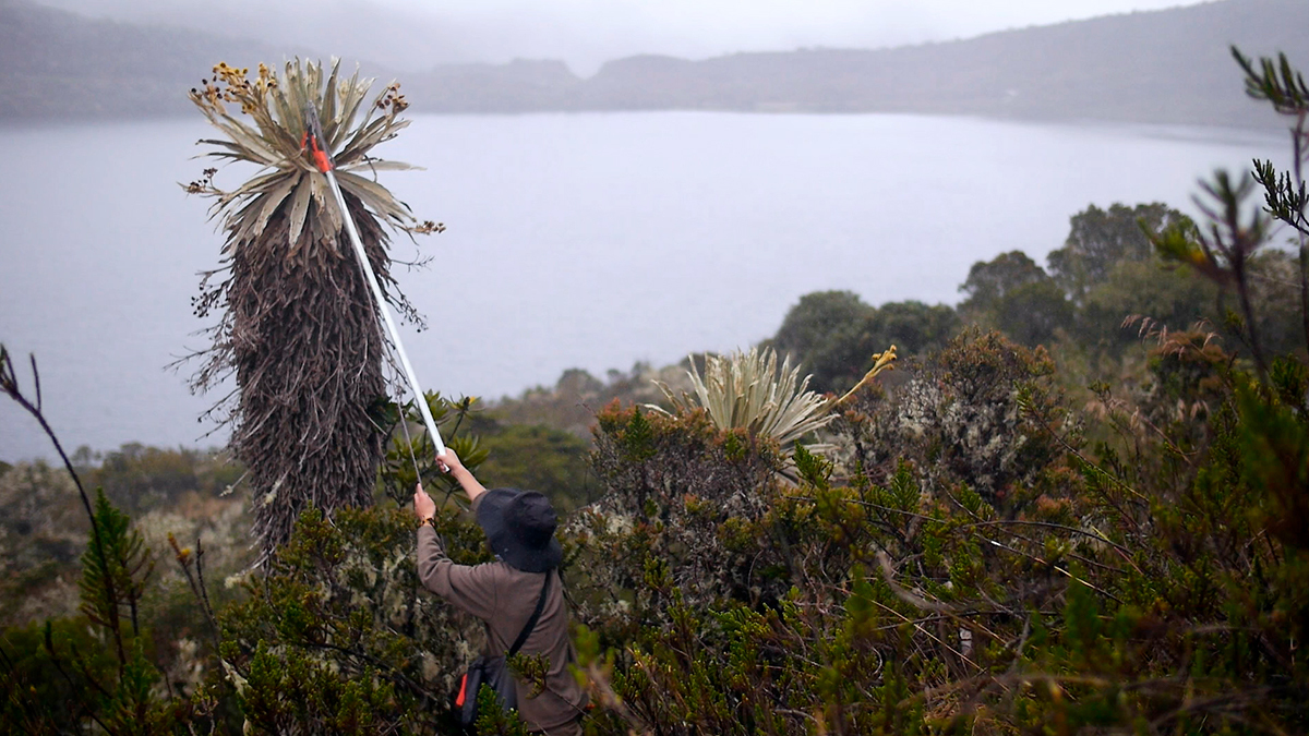Persona trabajando en el Real Jardín Botánico durante el aniversario