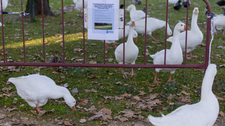 Aves en un parque con aviso sobre gripe aviar