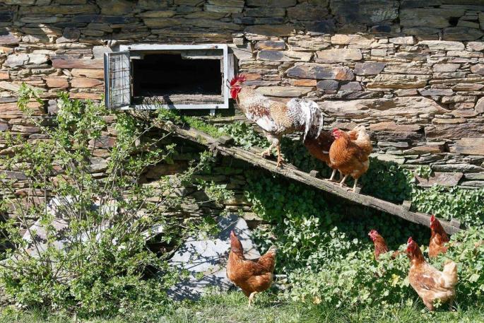 Gallinas y un gallo en un corral en España