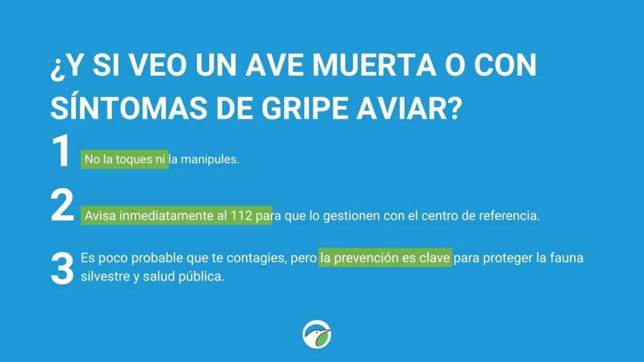 Instrucciones sobre qué hacer al ver un ave muerta o enferma