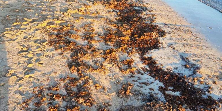 Alga asiática Rugulopteryx okamurae en la playa de Melilla