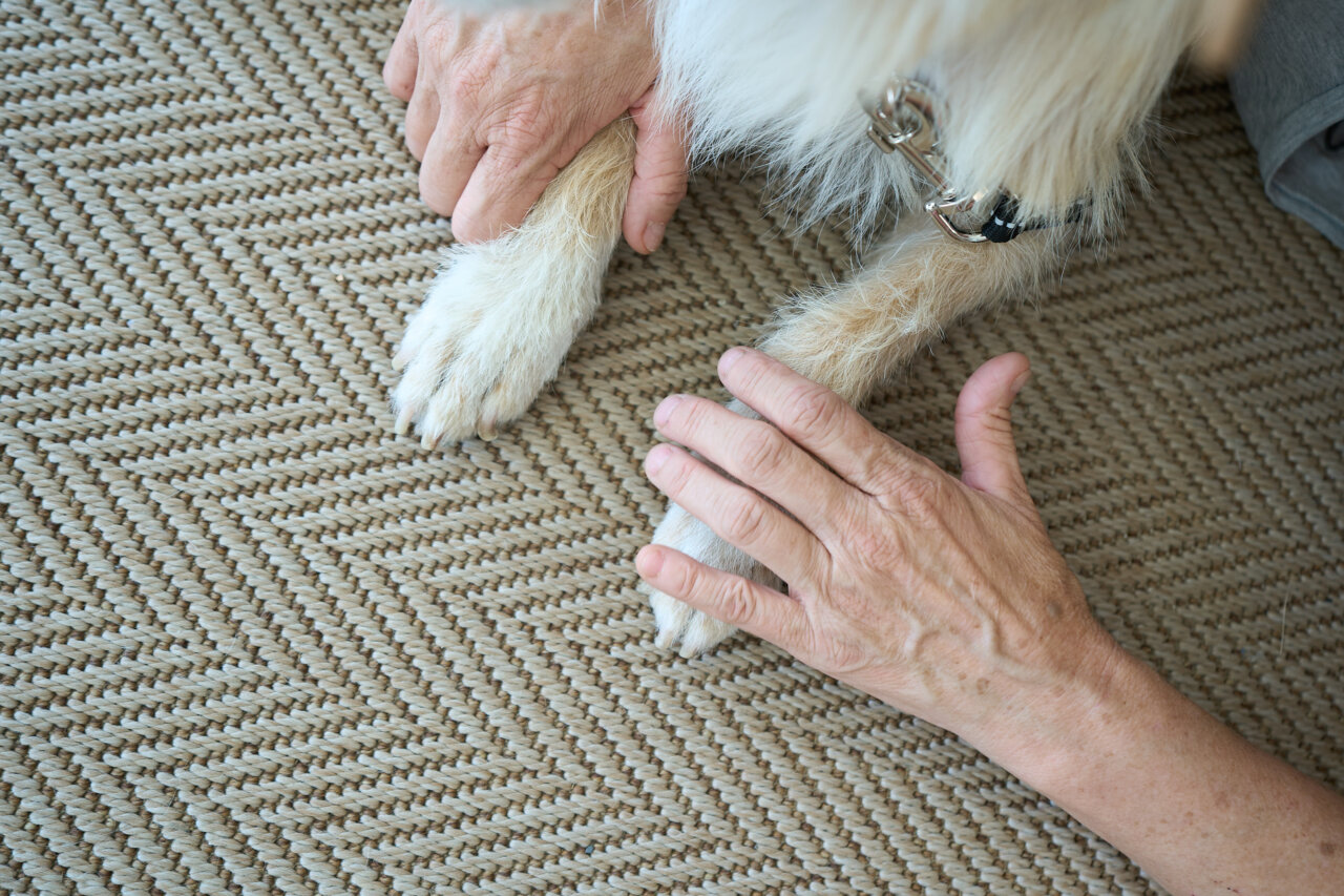 Manos de una persona mayor acariciando la pata de un perro