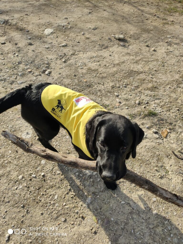 Perro guía labrador retriever con chaleco amarillo sosteniendo una rama