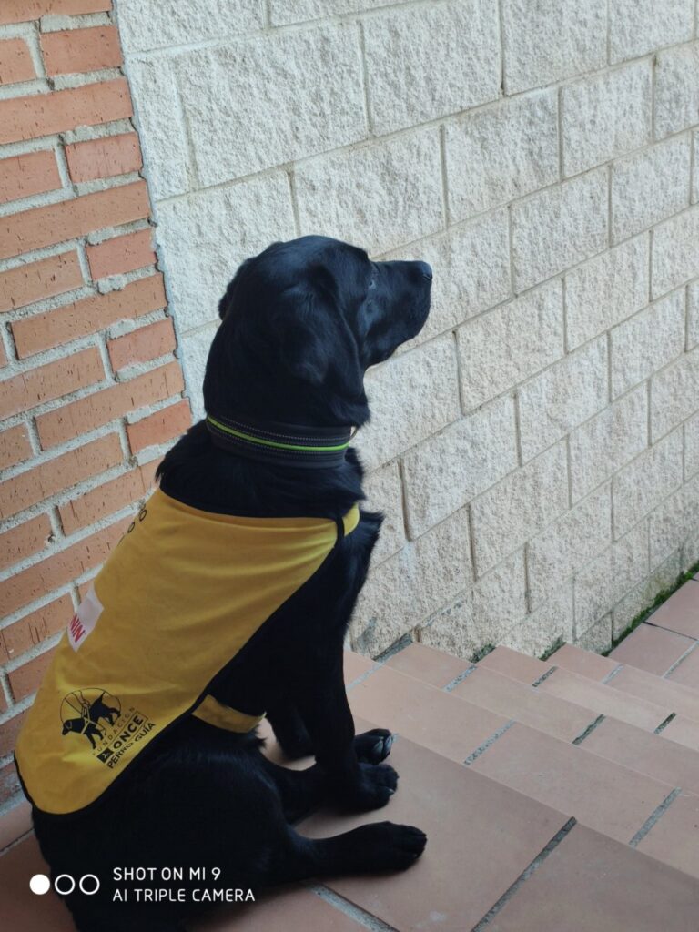 Perro guía de la Fundación ONCE sentado en una escalera