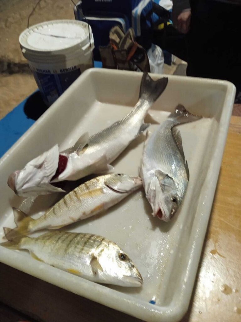 Pescados capturados durante el Campeonato de Pesca Carnaval 2026 en Melilla