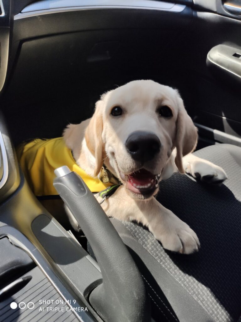 Perro guía labrador retriever en un coche con chaleco amarillo