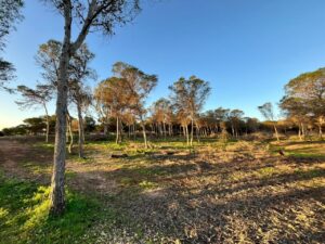 Pinar de Rostrogordo con árboles y vegetación en el suelo