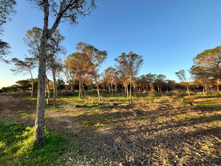 Pinar de Rostrogordo con árboles y vegetación en el suelo