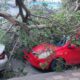 Árbol caído sobre un coche rojo en Melilla tras el temporal