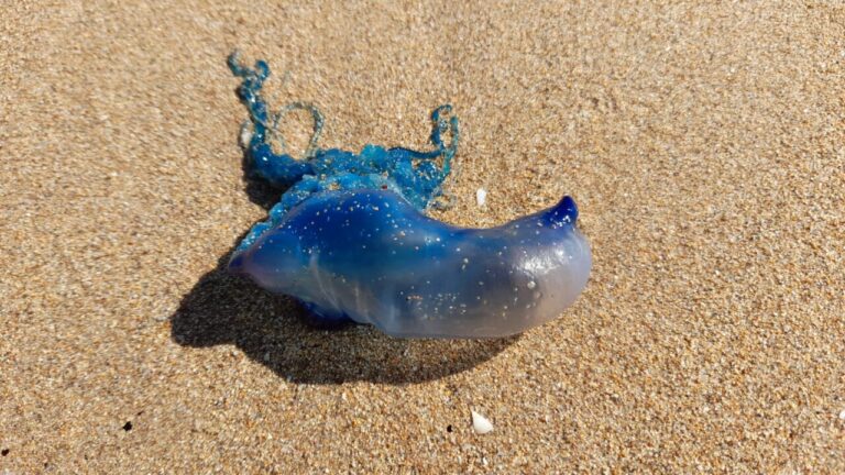 Carabela portuguesa en la arena de la playa