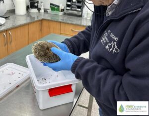 Un erizo moruno siendo sostenido por un veterinario en un centro de recuperación.