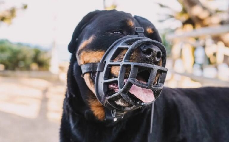 Perro de raza Rottweiler con bozal en un entorno al aire libre