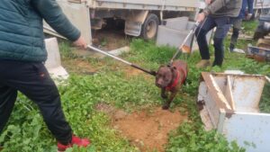 Perro siendo rescatado de una furgoneta abandonada por la Policía Local
