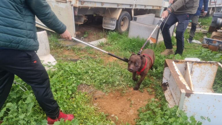 Perro siendo rescatado de una furgoneta abandonada por la Policía Local