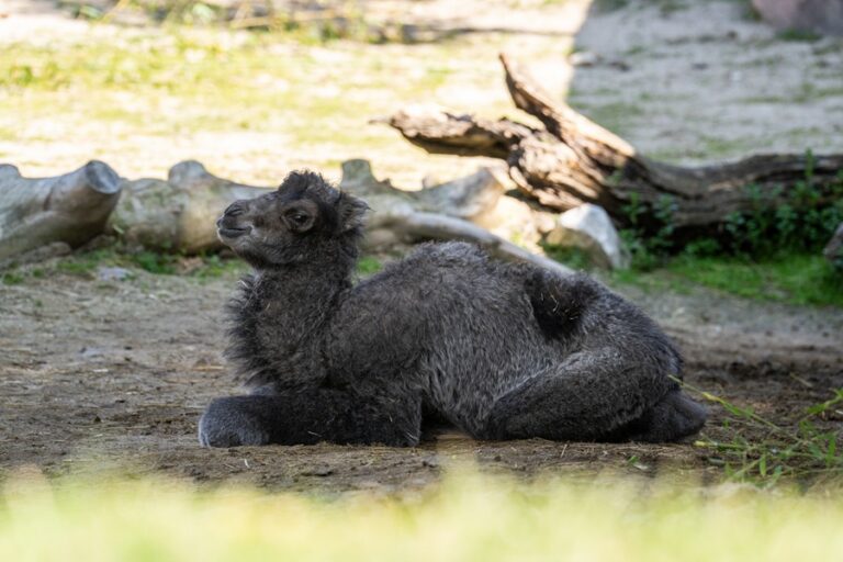 Camello bactriano recién nacido en el Zoo Aquarium de Madrid