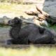 Camello bactriano recién nacido en el Zoo Aquarium de Madrid