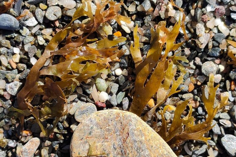 Alga asiática Rugulopteryx okamurae en la costa de Melilla