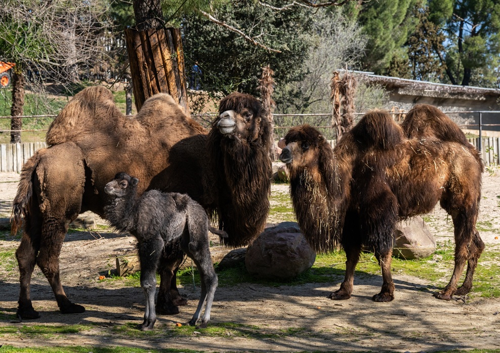 Camello bactriano recién nacido junto a su madre en el Zoo de Madrid