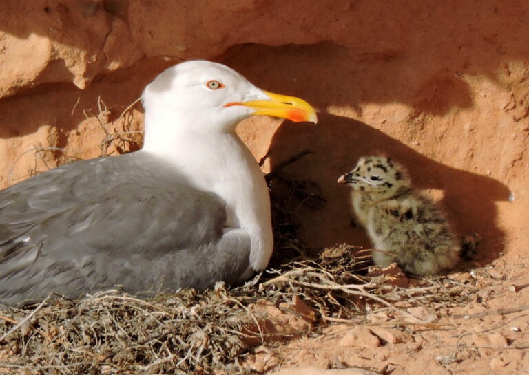 Gaviota patiamarilla con un polluelo en su nido en Melilla