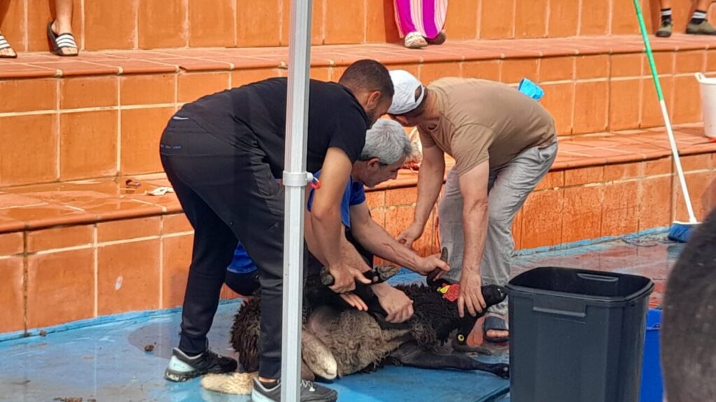 Three men kneel around a large sheep lying on a blue tarp, outdoors near orange steps, using tools to help.