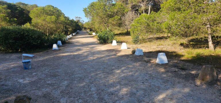 Camino en los pinares de Rostrogordo con papeleras y caminos pintados