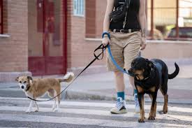 Persona paseando dos perros en una calle de Melilla