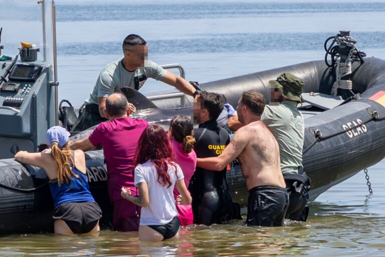 Grupo de personas intentando rescatar un delfín varado en la playa