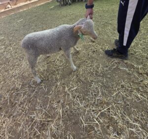 A young sheep (lamb) standing on a dirt ground with straw, being held by a person by the head wearing a blue wristband and dark athletic pants.