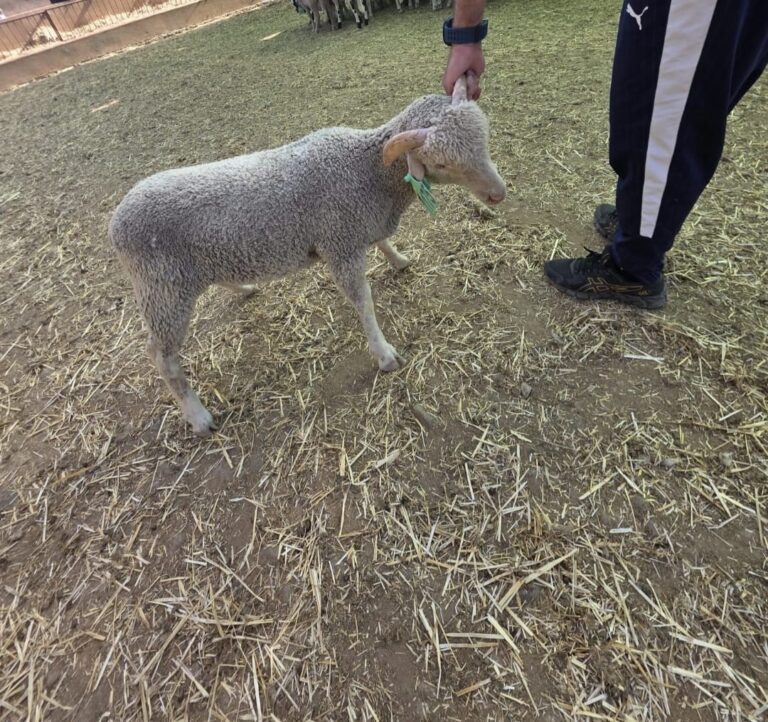 A young sheep (lamb) standing on a dirt ground with straw, being held by a person by the head wearing a blue wristband and dark athletic pants.