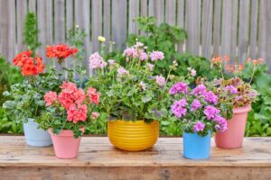Varias macetas con geranios de diferentes colores en un jardín