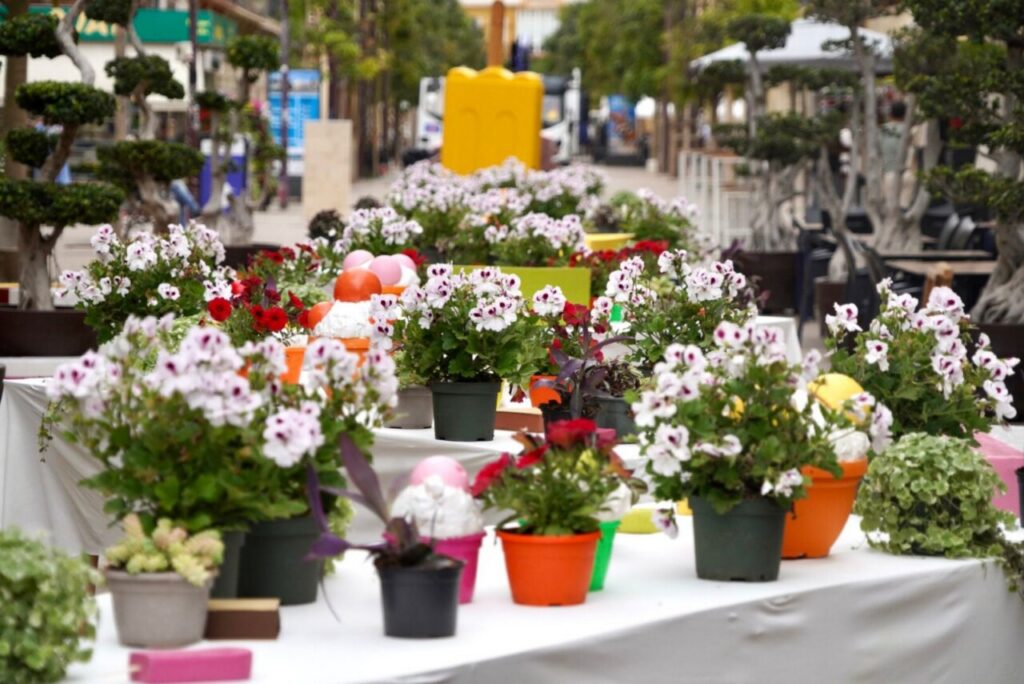 Escena floral con macetas de plantas en el centro histórico de Melilla
