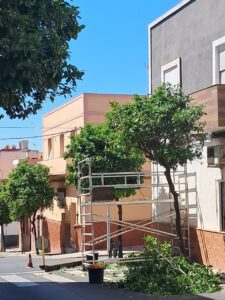 Podas realizadas en Calvo Sotelo durante mayo, afectando a árboles urbanos.