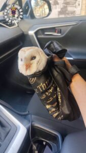 A small white owl tucked inside a black carrying bag held by a person in a car, with a police emblem in the corner.