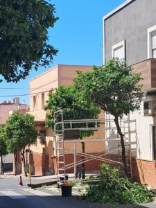 Scaffolding set up beside a tree on a sunny street, with fallen branches on the ground and an orange traffic cone nearby; a bucket sits at the base of the tree, and beige/gray buildings loom in the background.