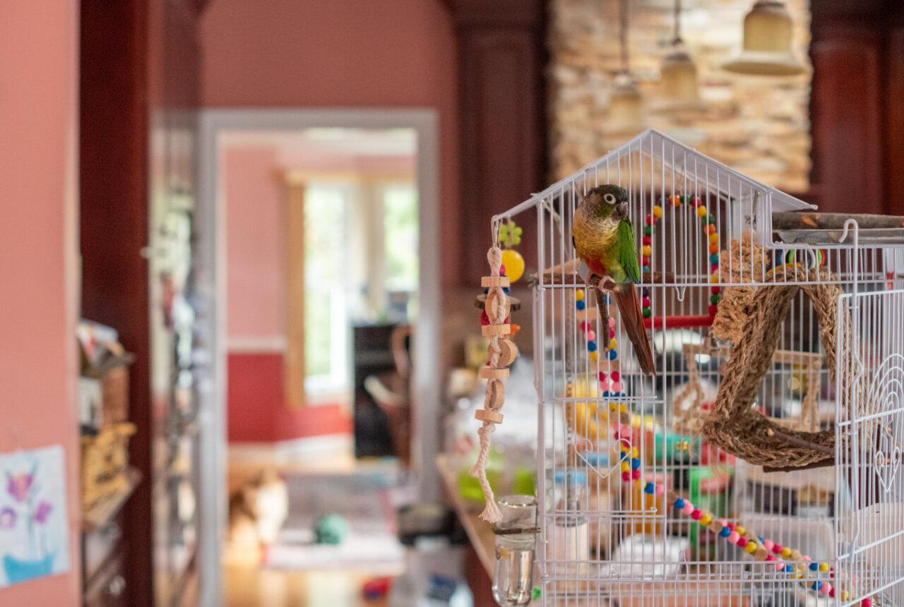 Parrot perched inside a white birdcage with colorful hanging toys in a bright living room outside the cage.
