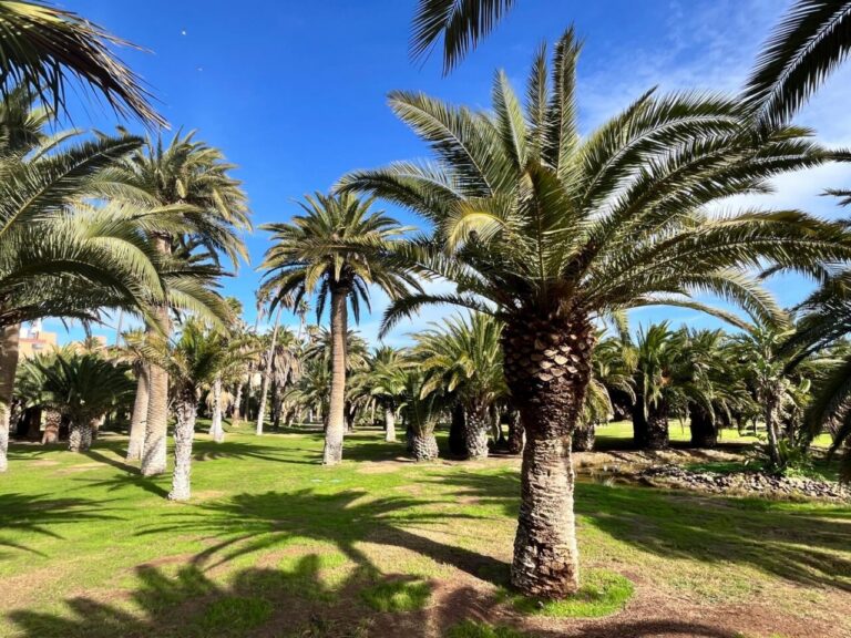 Vista de palmeras en un parque de la ciudad bajo un cielo azul