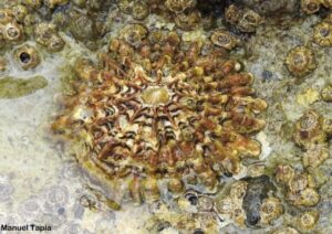 Lapa Patella ferruginea en su hábitat natural en Melilla