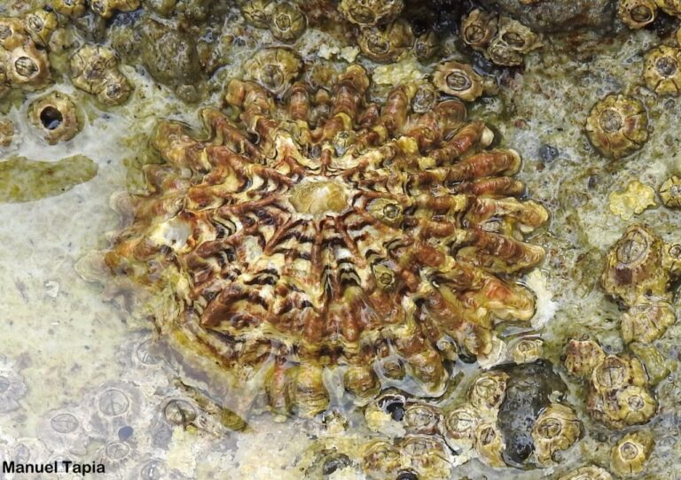 Lapa Patella ferruginea en su hábitat natural en Melilla