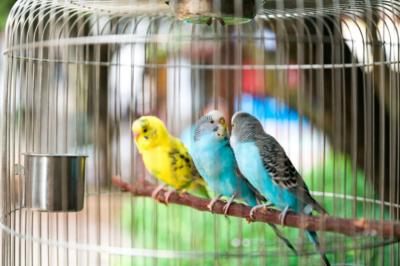 Tres periquitos coloridos en una jaula, uno amarillo y dos azules.